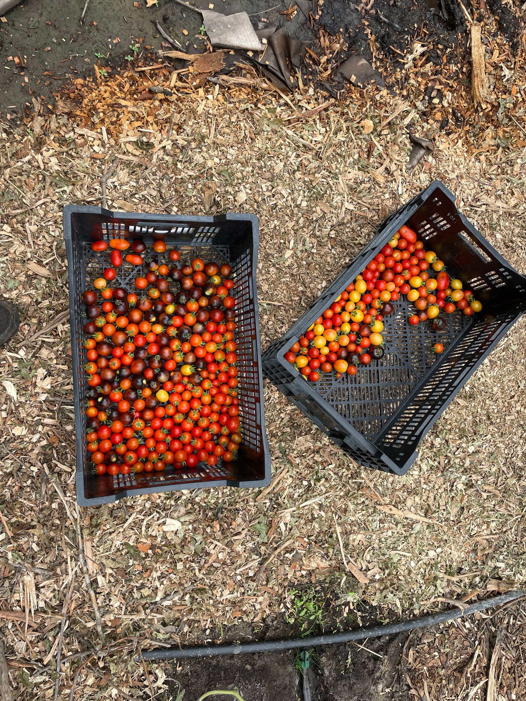Heirloom tomatoes