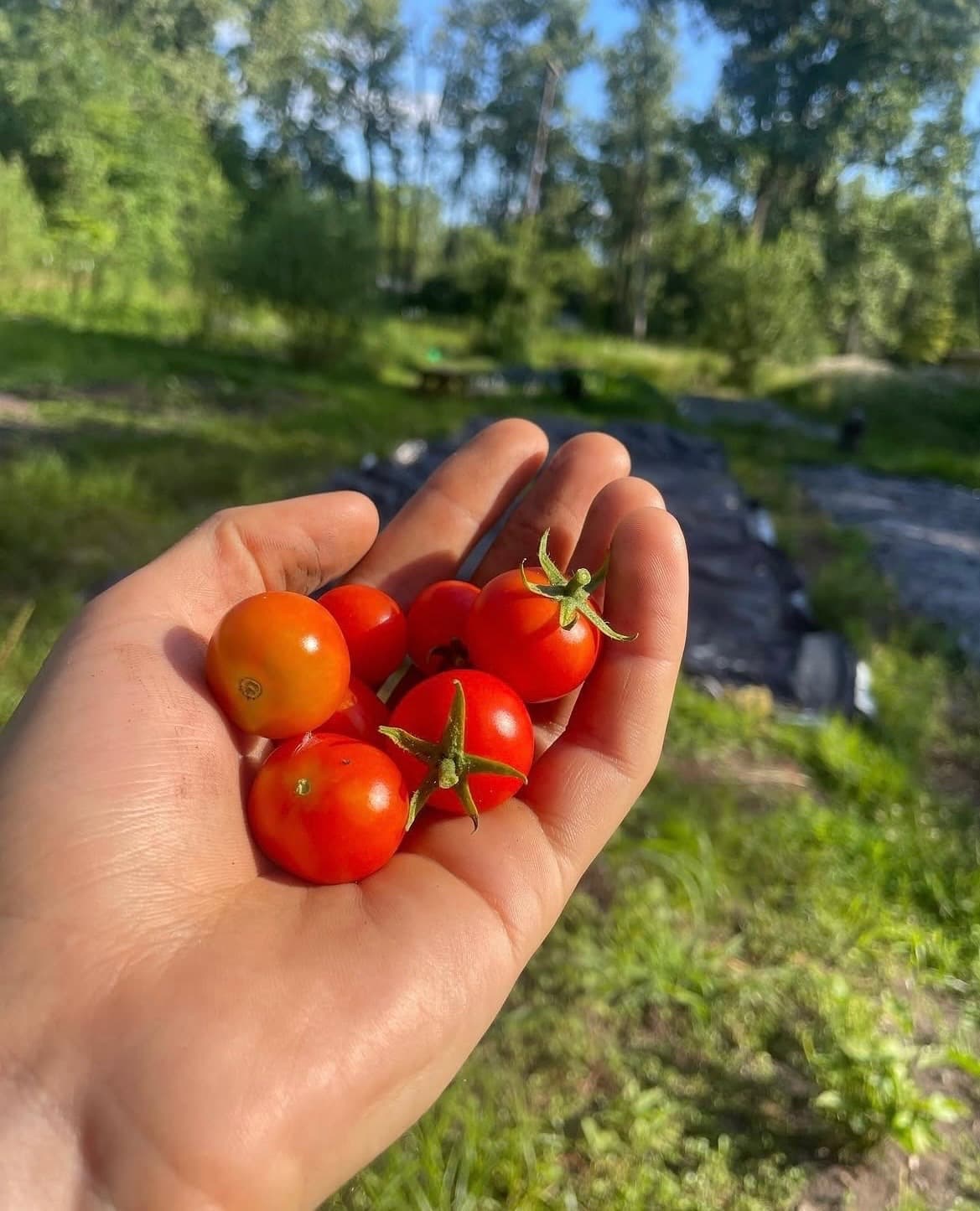 Heirloom tomatoes